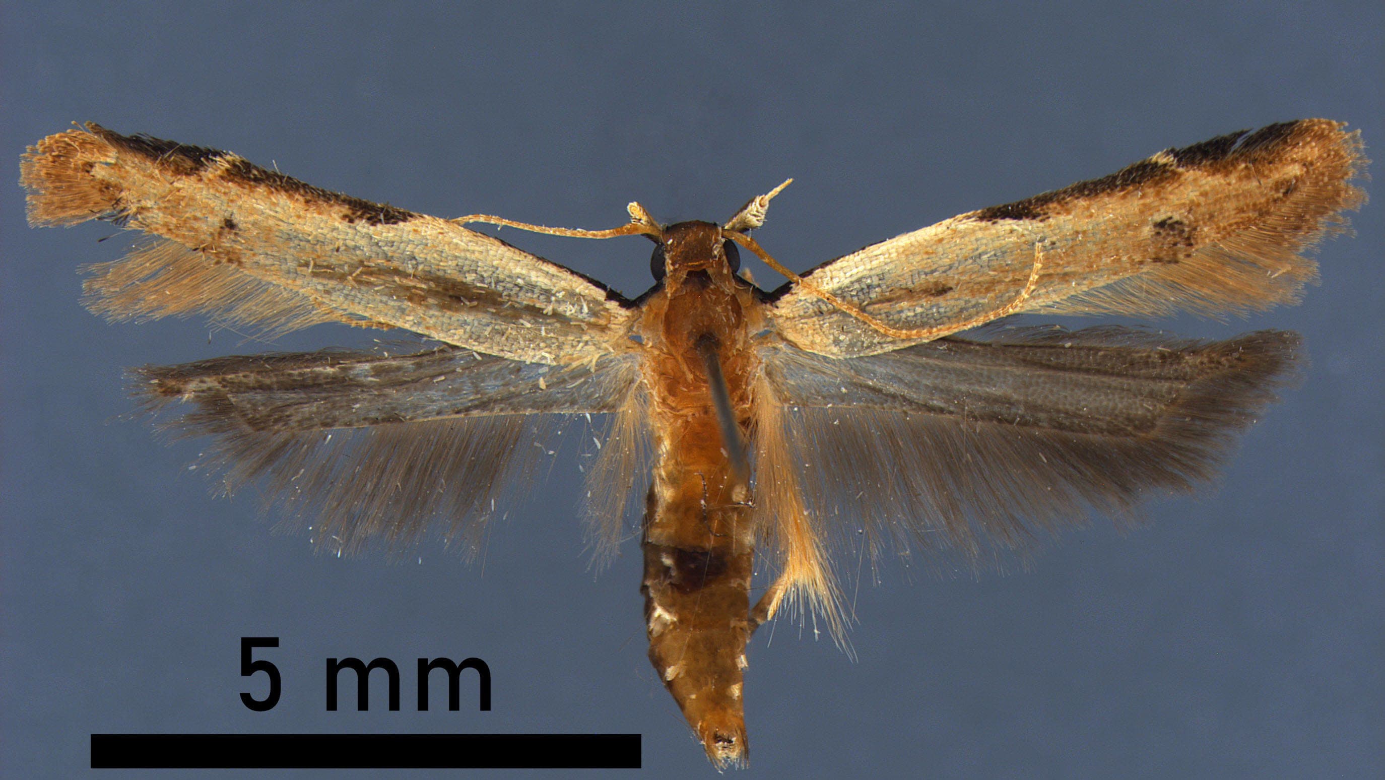 Straw Crest Moth Found in Traveler's Luggage at Detroit Metro Airport, a US First