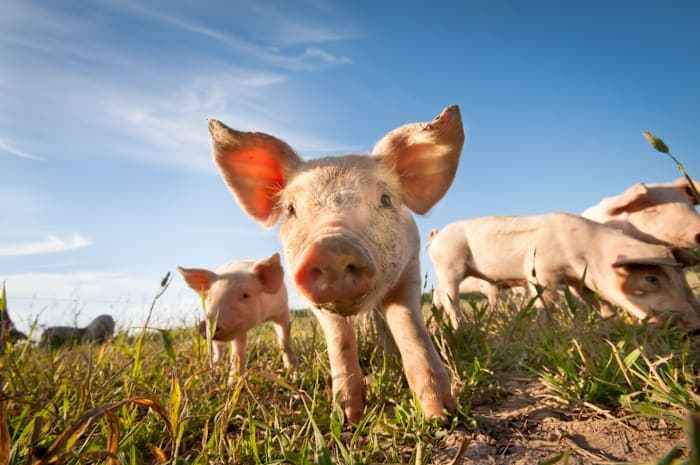 Ionia County Resident Tests Positive for Swine Flu After Kent County Youth Fair