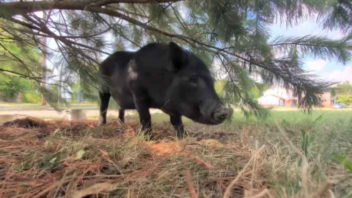 Runaway Potbellied Pig Camps Under Pine Tree on Detroit's Hendricks Street